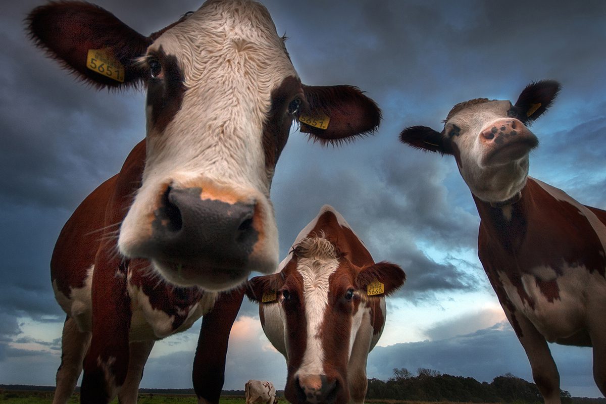 Low angle shot of three cows in the pasture with the background of the cloudy sky