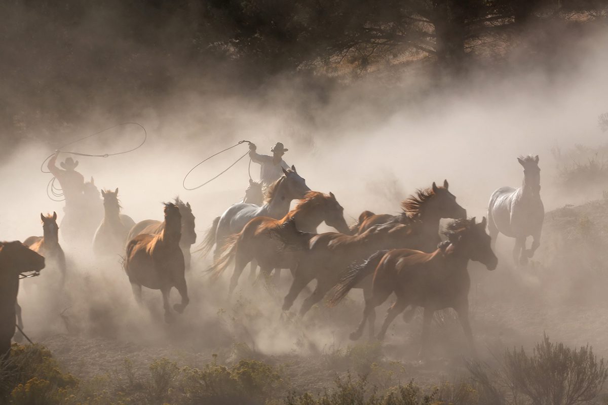 two cowboys rounding up wild horses